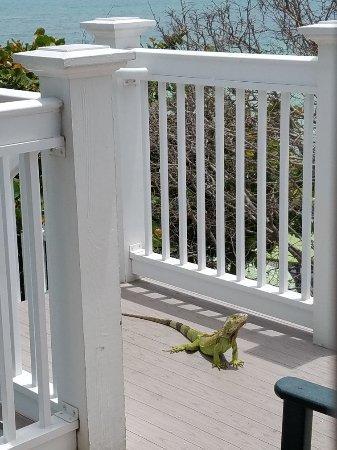 Coconut Key West